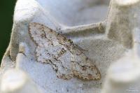 Ectropis crepuscularia