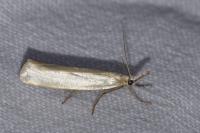 Crambus perlellus