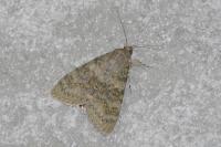 Catocala elocata