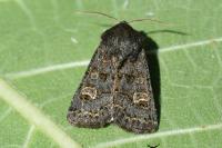 Tholera cespitis