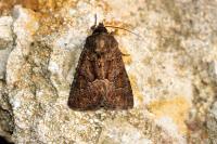 Thalpophila matura