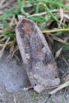 Noctua pronuba