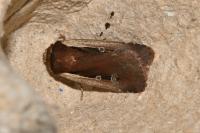 Ochropleura plecta