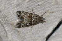Eudonia mercurella