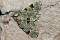 Colostygia pectinataria