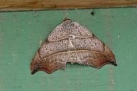 Laspeyria flexula
