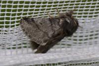 Thaumetopoea processionea