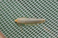 Eilema caniola
