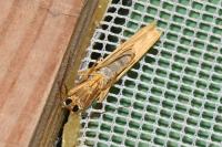 Eilema caniola