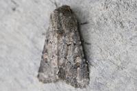 Luperina testacea