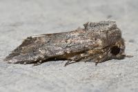 Luperina testacea