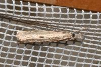 Agriphila geniculea