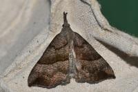 Hypena proboscidalis