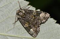 Craniophora ligustri