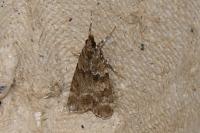 Eudonia mercurella