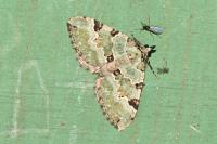 Colostygia pectinataria