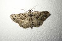Peribatodes ilicaria ilicaria