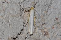 Manulea complana