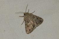 Anarta sodae