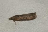 Lamoria anella