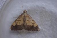 Evergestis limbata