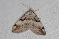 Aplocera praeformata