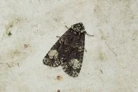 Craniophora ligustri