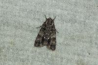 Acronicta rumicis