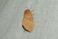 Lasiocampa quercus quercus