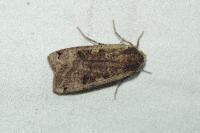 Noctua pronuba
