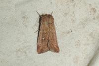 Mythimna albipuncta