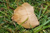 Lasiocampa quercus quercus