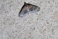 Xanthorhoe spadicearia/ferrugata
