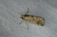 Tegostoma comparalis