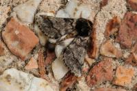 Thaumetopoea processionea