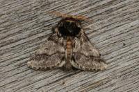 Thaumetopoea processionea