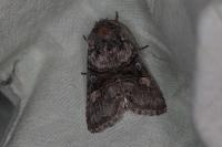 Cleoceris scoriacea