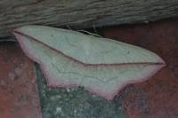 Timandra comae