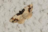 Ligdia adustata