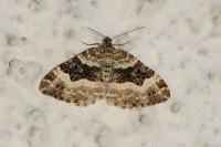 Epirrhoe alternata