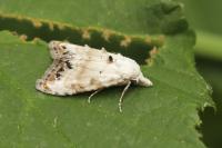 Nola infantula