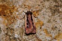 Ochropleura plecta