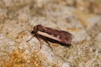 Ochropleura plecta