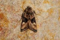 Euplexia lucipara