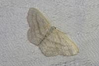 Scopula nigropunctata