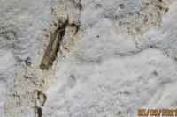Agriphila geniculea