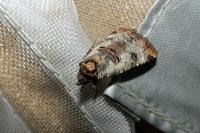 Epilecta linogrisea
