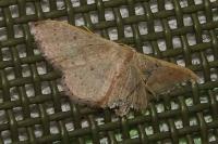 Idaea eugeniata