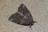 Bryophila