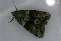 Cryphia algae